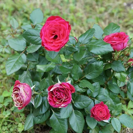 W & S Executive - Ii * Hallstatt