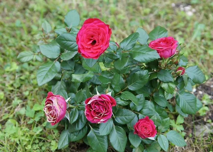 W & S Executive - Ii * Hallstatt